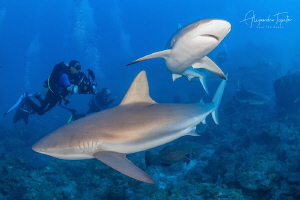 Sharks and Divers, Gardens of the Queen Cuba by Alejandro Topete 
